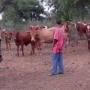 Namibia cattle farming